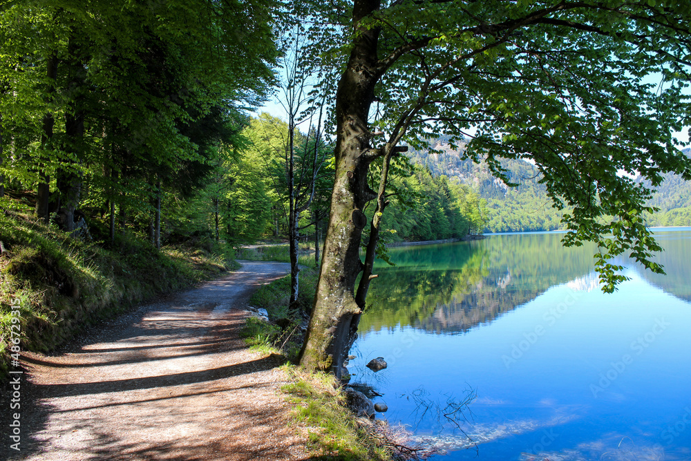 Obraz premium lake in the forest