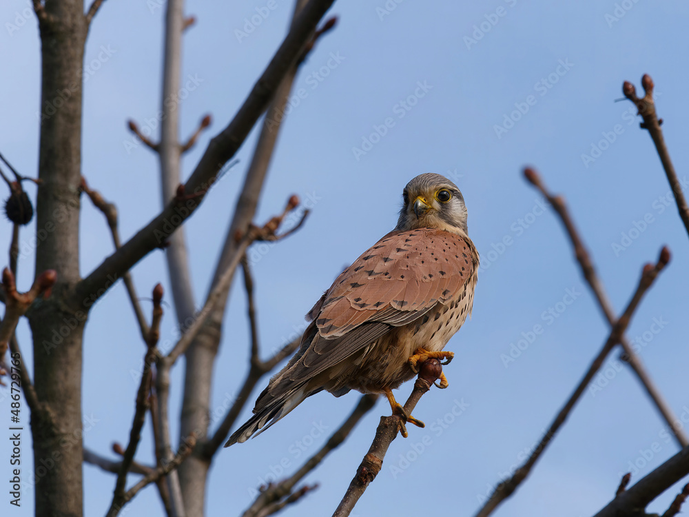 Close-up of a Common Kestrel (Falco tinnunculus) standing on a branch and looking at the camera Close-up of a Common Kestrel (Falco tinnunculus) standing on a branch and looking at the camera