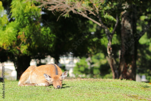 昼寝している奈良公園のメス鹿