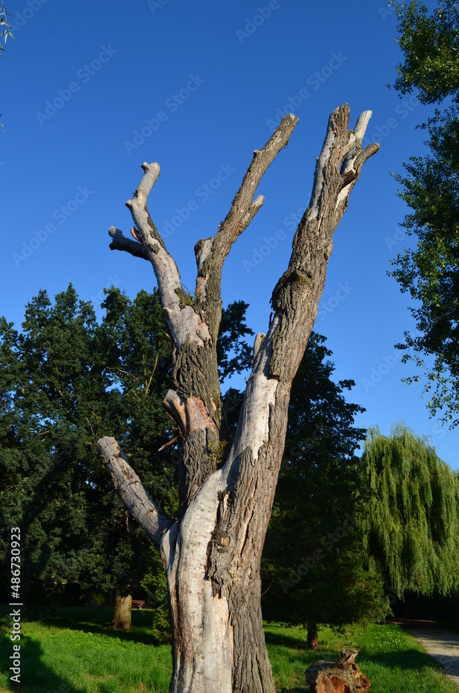 Stare uschnięte drzewo na tle błękitu nieba - obrazy, fototapety, plakaty 