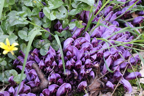 Lathraea clandestina L.  ; lathrée clandestine ; plante parasite protégée