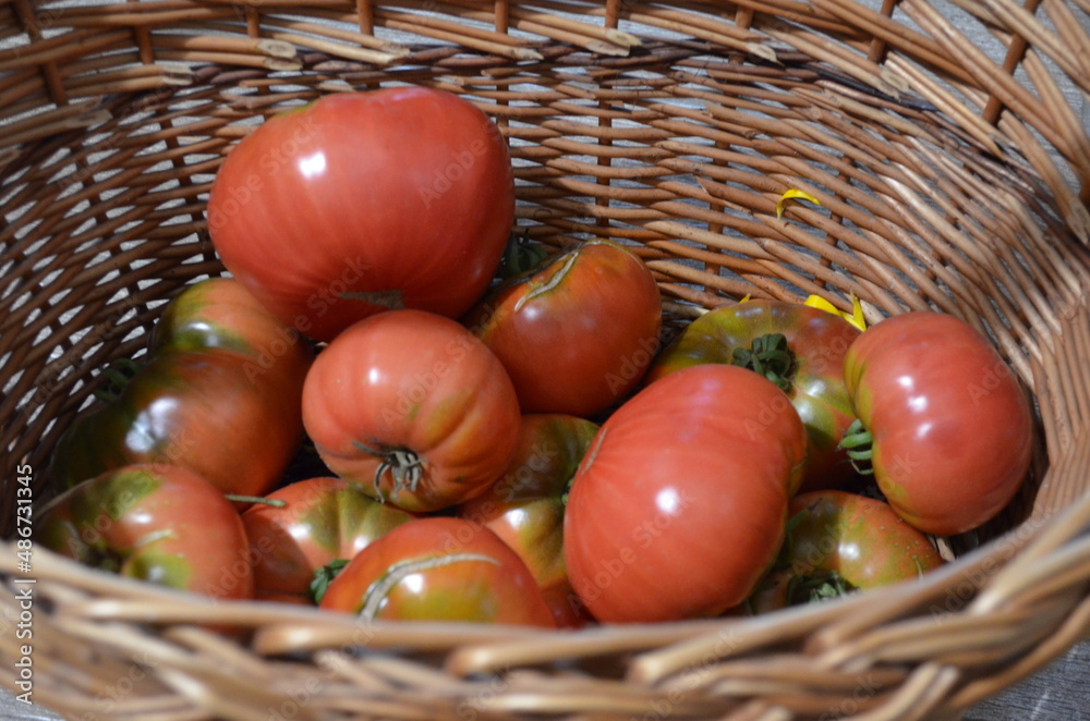 Mięsiste, ekologiczne pomidory Malinowy Krakowski, świeżo zerwane z krzaka - obrazy, fototapety, plakaty 