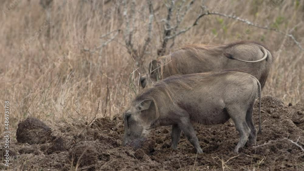 Two warthogs digging in a rhino midden and eating rhino dung in the African savanna. Two warthogs digging in a rhino midden and eating rhino dung in the African savanna.