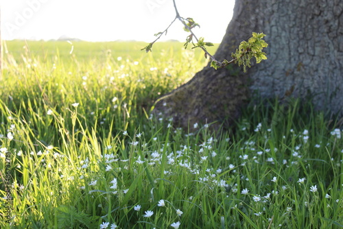 grass and flowers