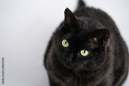 Domestic Black Cat with Green Eyes on White Background