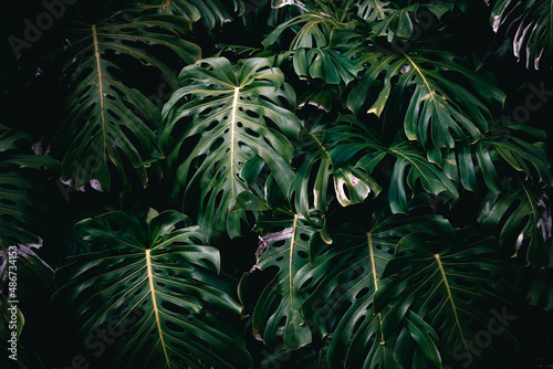 Fototapeta Naklejka Na Ścianę i Meble -  Leaves of plant monstera on island of Madeira, Portugal. Green organic background with deep dark shadows.