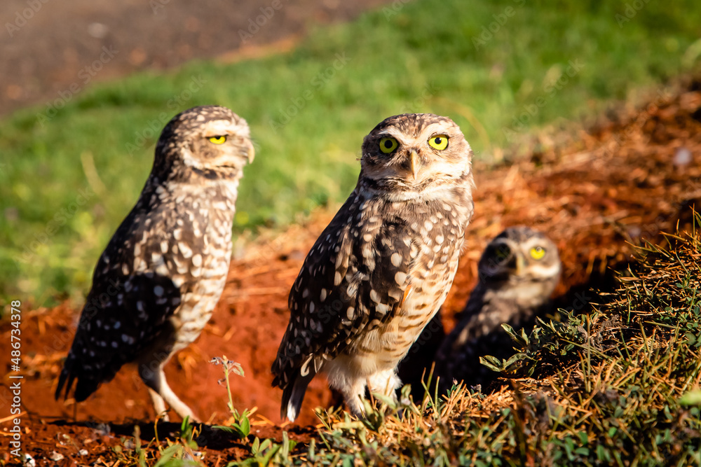 Family Owl Family Owl