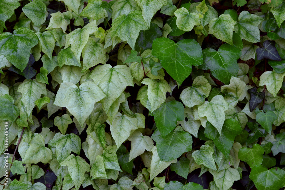 Fototapeta premium Ivy plants background.Evergreen shrub of hedera helix. Very beautiful evergreen garden plant.A wall of common ivy.Close-up photo of the lush green leaves of the English helix Ivy Hedera.