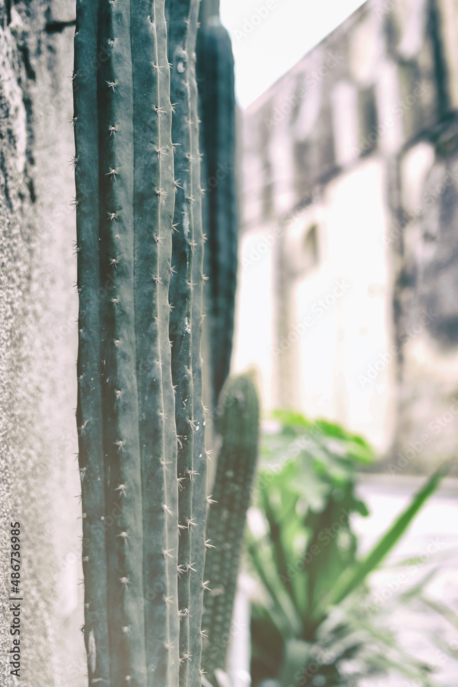 san pedro cactus, Succulent plant san pedro cactus, Succulent plant