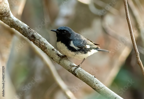 A black-throated blue warbler perched on a branch.  photo