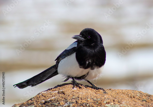 A close up of a Black-billed magpie at Estes Park in Colorado.  photo