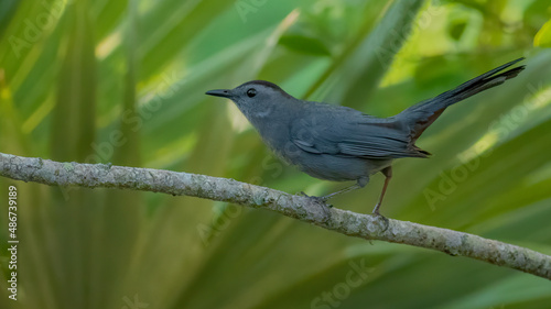 Canvas Print A gray catbird stalks a grasshopper