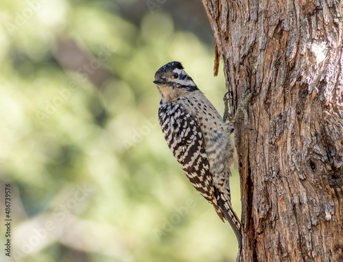 A ladder-backed woodpecker perched on the side of a tree. 