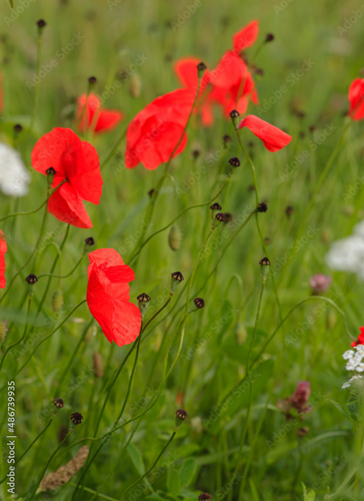 Obraz premium red poppy flowers on field