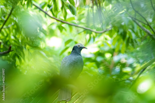 A white-crowned pigeon watches through the tropical canopy in the Florida Keys. 