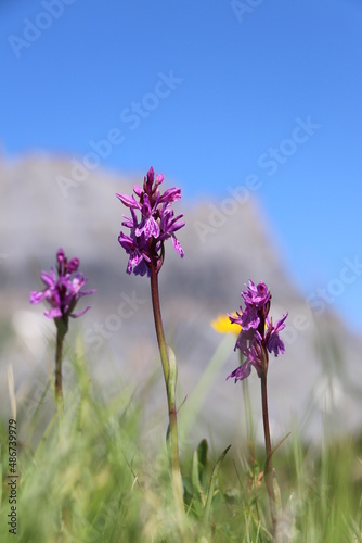 Dactylorhiza majalis ; Orchis de mai ; Dans les alpes 
