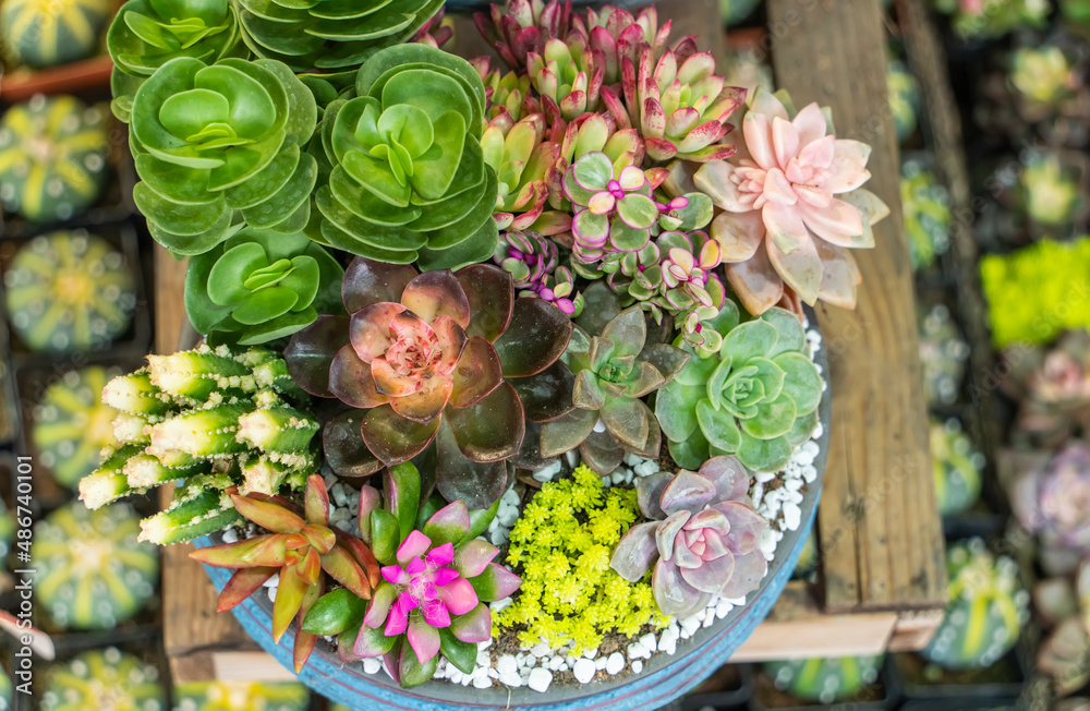 Miniature succulent plants (succulent cactus) in flower pot at the garden
