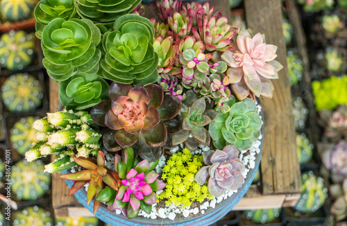 Miniature succulent plants (succulent cactus) in flower pot at the garden