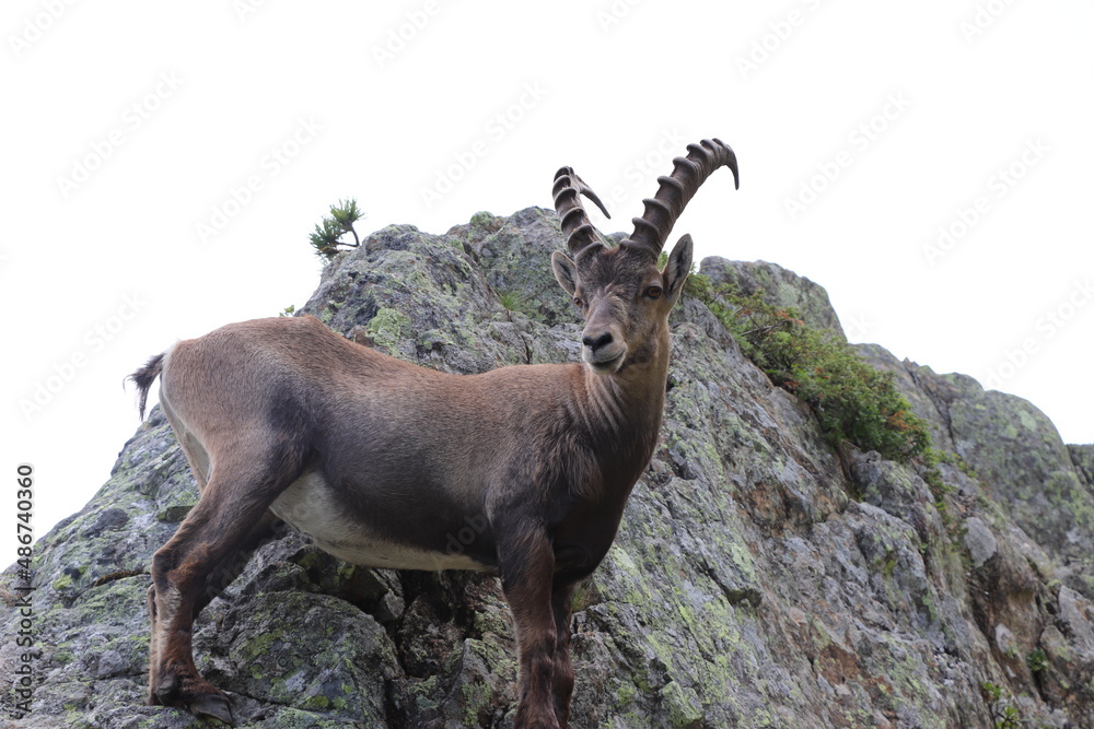 Le Bouquetin des Alpes ; Capra ibex	