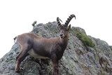 Le Bouquetin des Alpes ; Capra ibex	