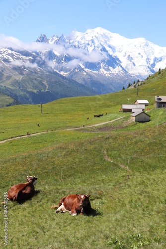 Vue du Col des Posettes sur le massif du Mont blanc, un alpage et des vaches de race Abondance