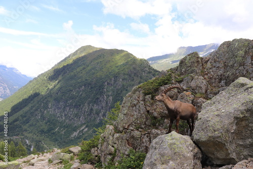 Le Bouquetin des Alpes ; Capra ibex , Aiguillette des Posettes