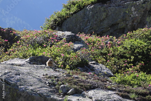 Marmota; Marmotte dans les Rhododendron Ferrugineux - Rhododendron ferrugineum photo