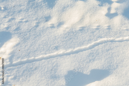 Deer Mouse trails in the snow