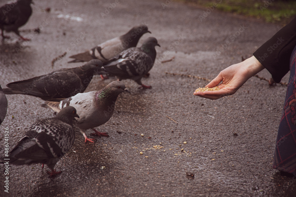 Fototapeta premium a hand feeding pigeons in the park