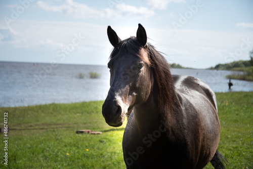 horses in nature by the river on a sunny day 
