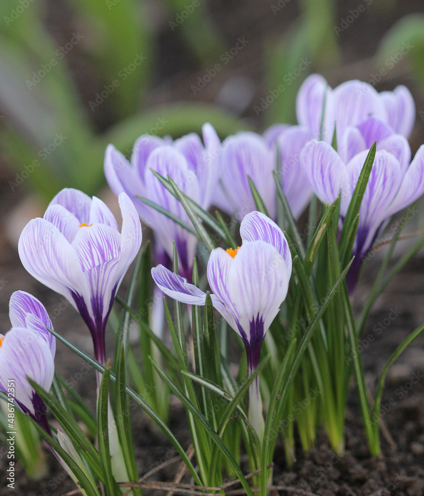 purple crocus flowers purple crocus flowers