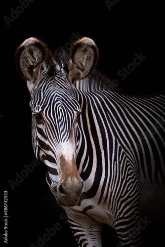 Zebra in Cabarceno  Spain