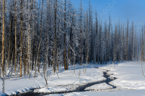 Winter scenery from Yellowstone National Park in Wyoming.