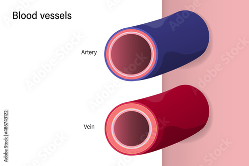Blood vessels with artery and vein. Medical education.