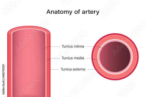 Anatomy of artery longitudinal and cross section.