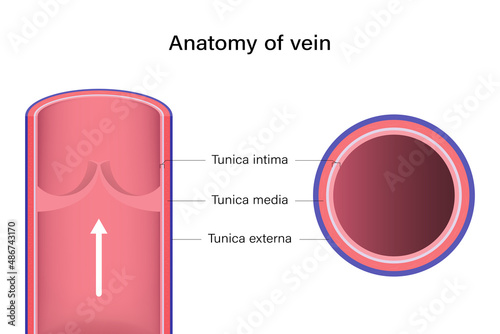 Anatomy of vein longitudinal and cross section.