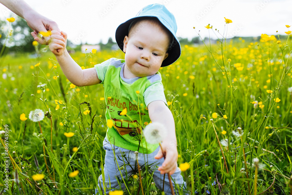 child in a flower field. Country life. Family vacation. The boy holds his mother's hand child in a flower field. Country life. Family vacation. The boy holds his mother's hand