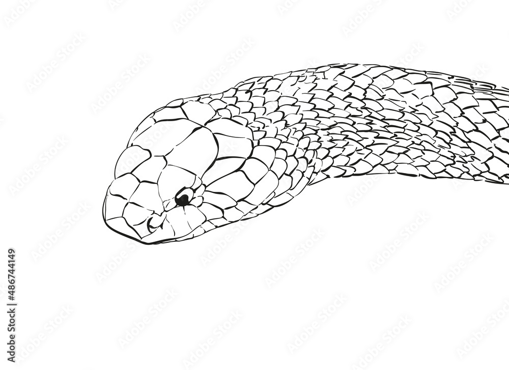 Naklejka premium snake vector sketch