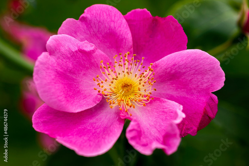 Rose 'Vanity ' (rosa) a summer autumn flowering hybrid musk shrub plant with a pink summertime flower, stock photo image