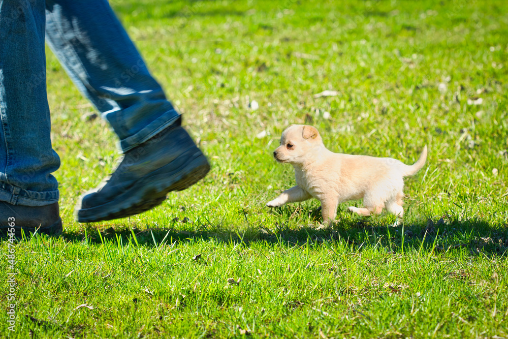 Small puppy follows the owner's feet on the green grass