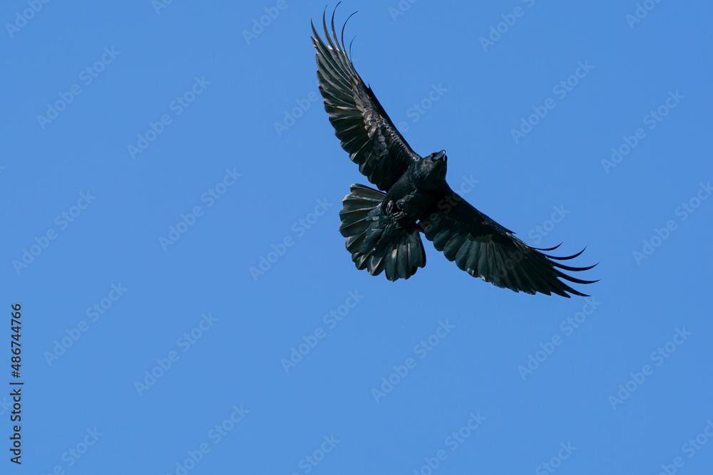 Flying common raven against a blue sky in the background. Flying common raven against a blue sky in the background.
