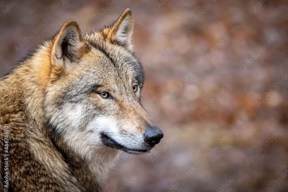 portrait of a gray wolf