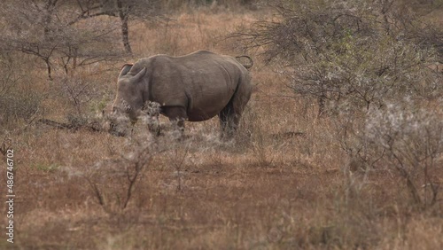 A white rhino bull is marking its territory with his droppings at a midden in the bush.
