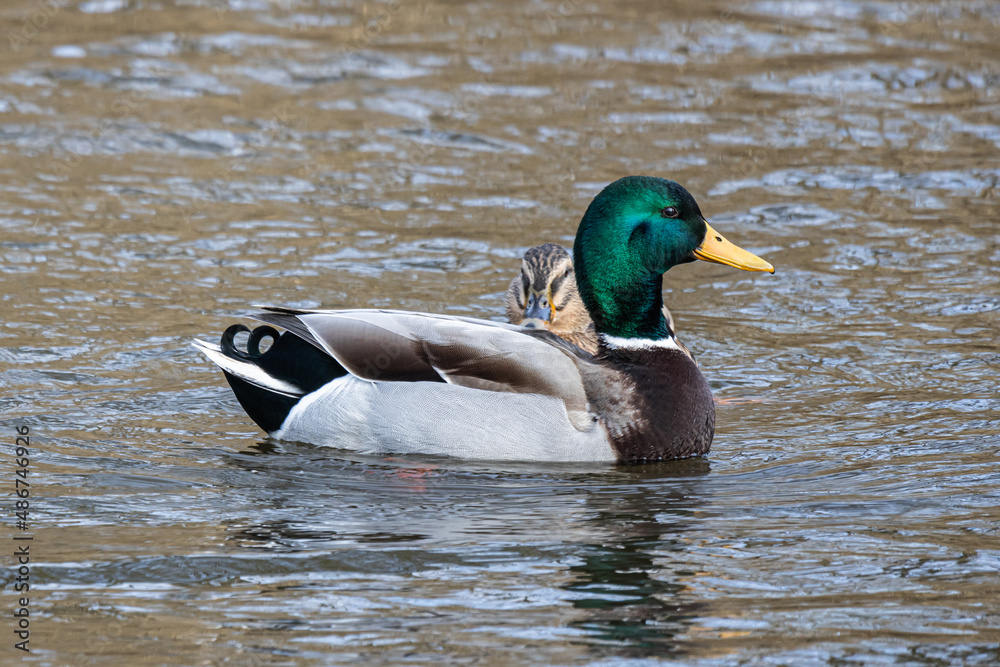 A duck swims on the mill pond A duck swims on the mill pond