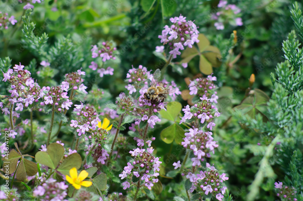 Blooming thyme with a bee sitting on a flower. Herb garden in the backyard. Blurred background on a plant theme, selective focus