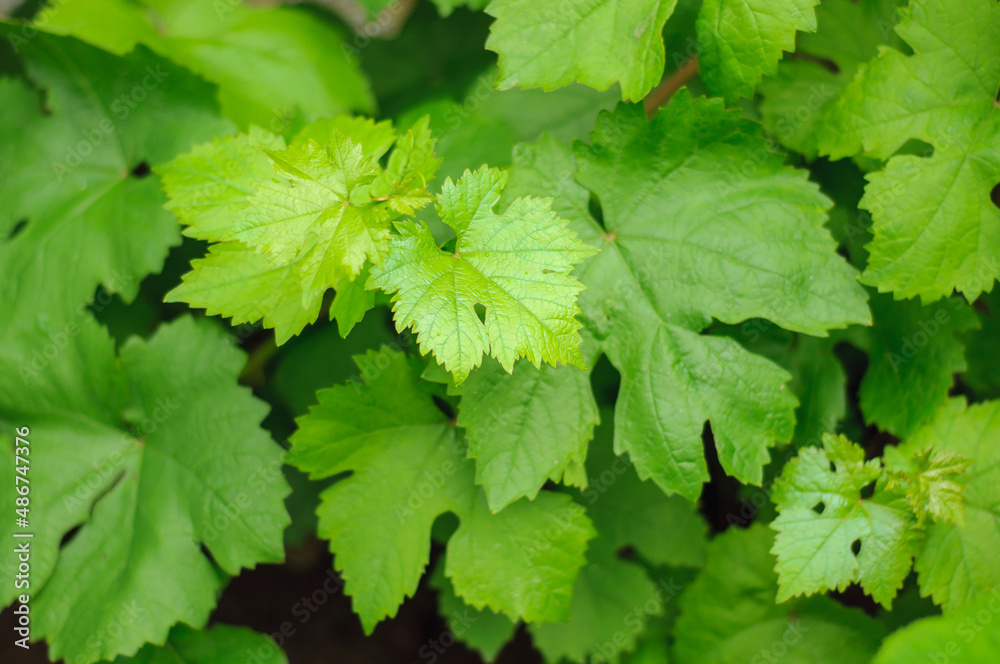 Young spring branches of grapes in the garden, juicy rich green leaves. Background on a vegetable theme Young spring branches of grapes in the garden, juicy rich green leaves. Background on a vegetable theme