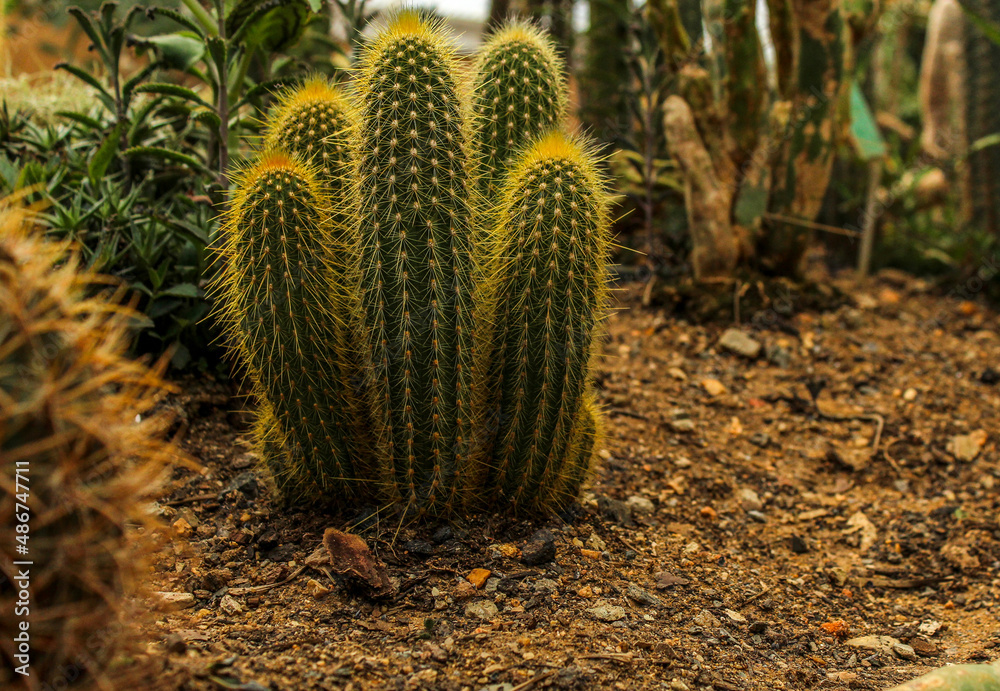 Cactus Cactus