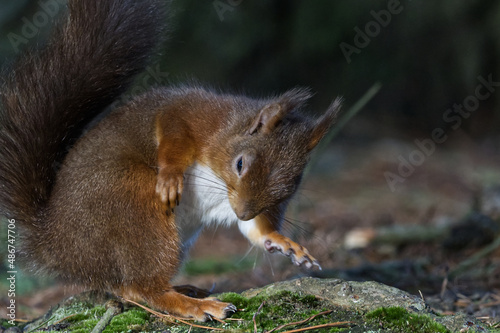 Red Squirrel with Character © Angie