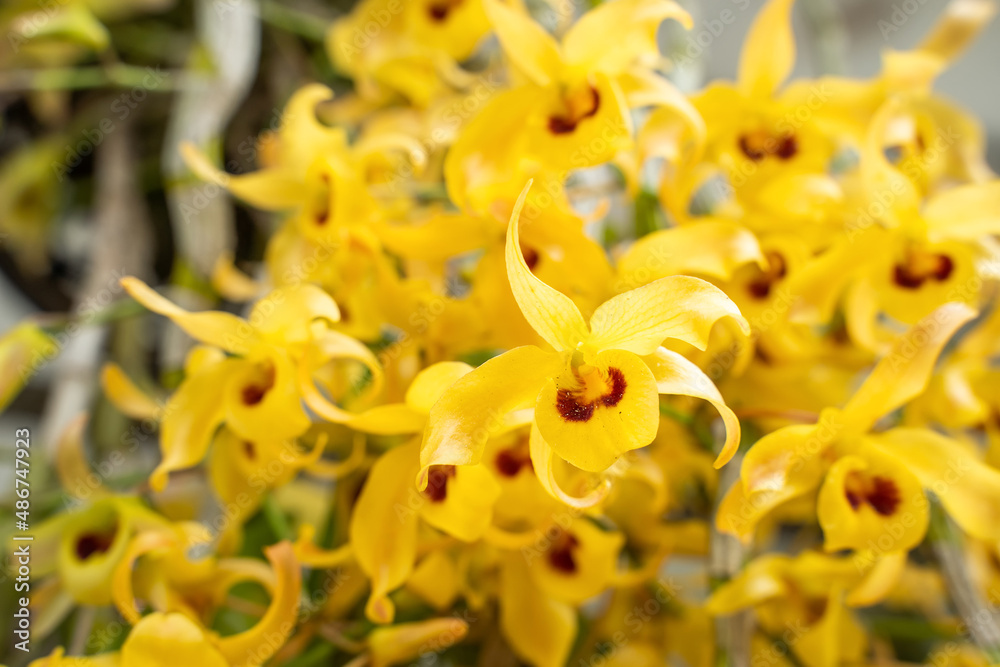Fototapeta premium Beautiful yellow Orchid, Vanda hybrids. Orchid flower in garden at winter.