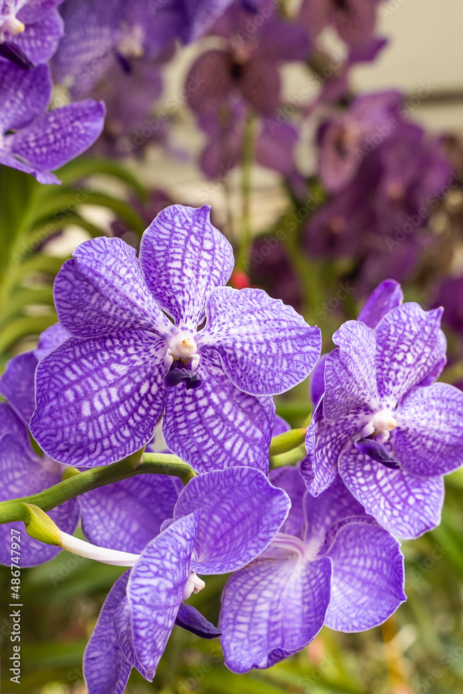 Purple Orchids Vanda in garden , Queen of Orchids, Orchid flower in garden  at winter. Hybrid Vanda orchid, petals are Purple with bright Purple spots.  Stock Photo | Adobe Stock